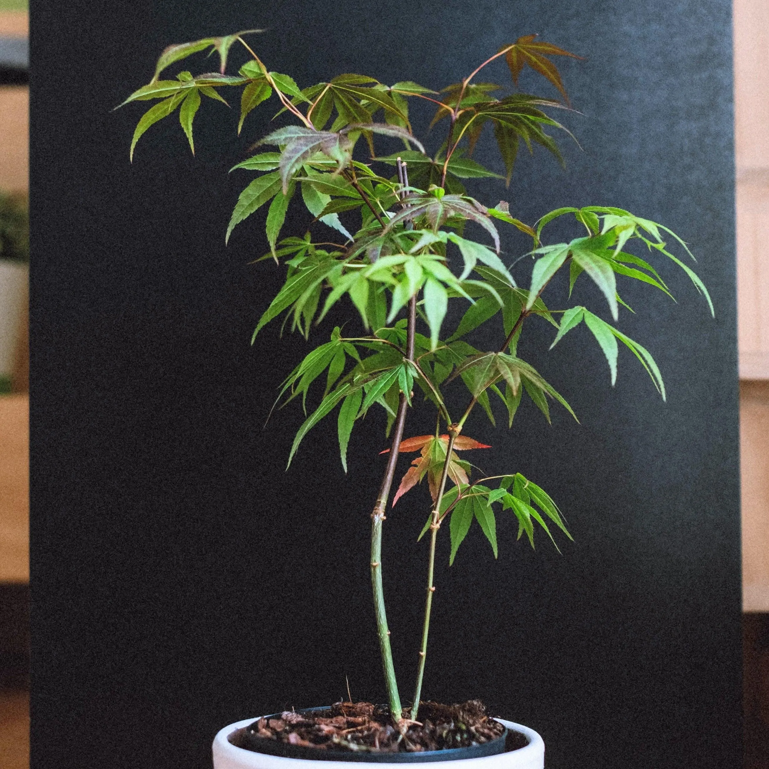Acer Palmatum 'Japanese Red Maple' Seeds