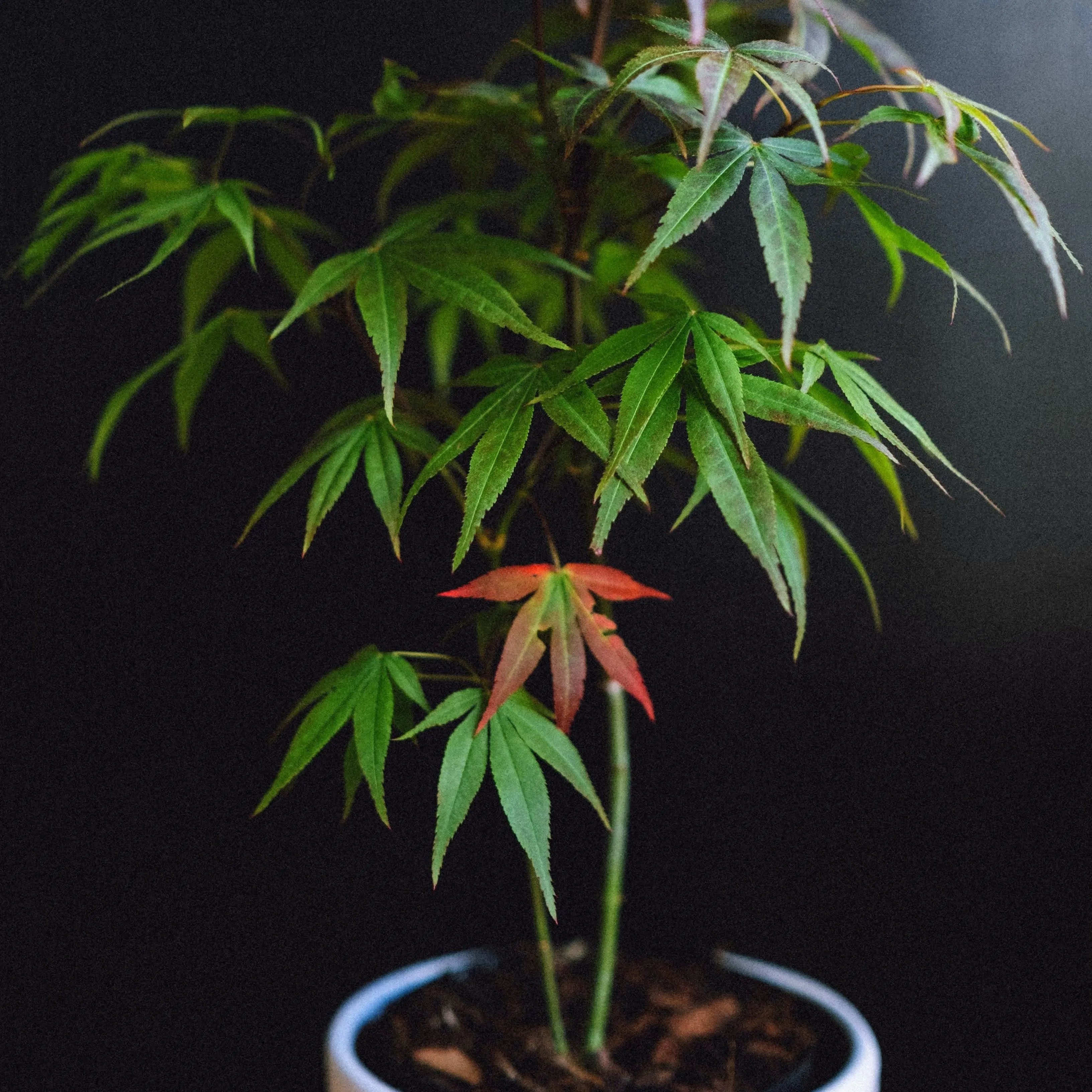 Acer Palmatum 'Japanese Red Maple' Seeds
