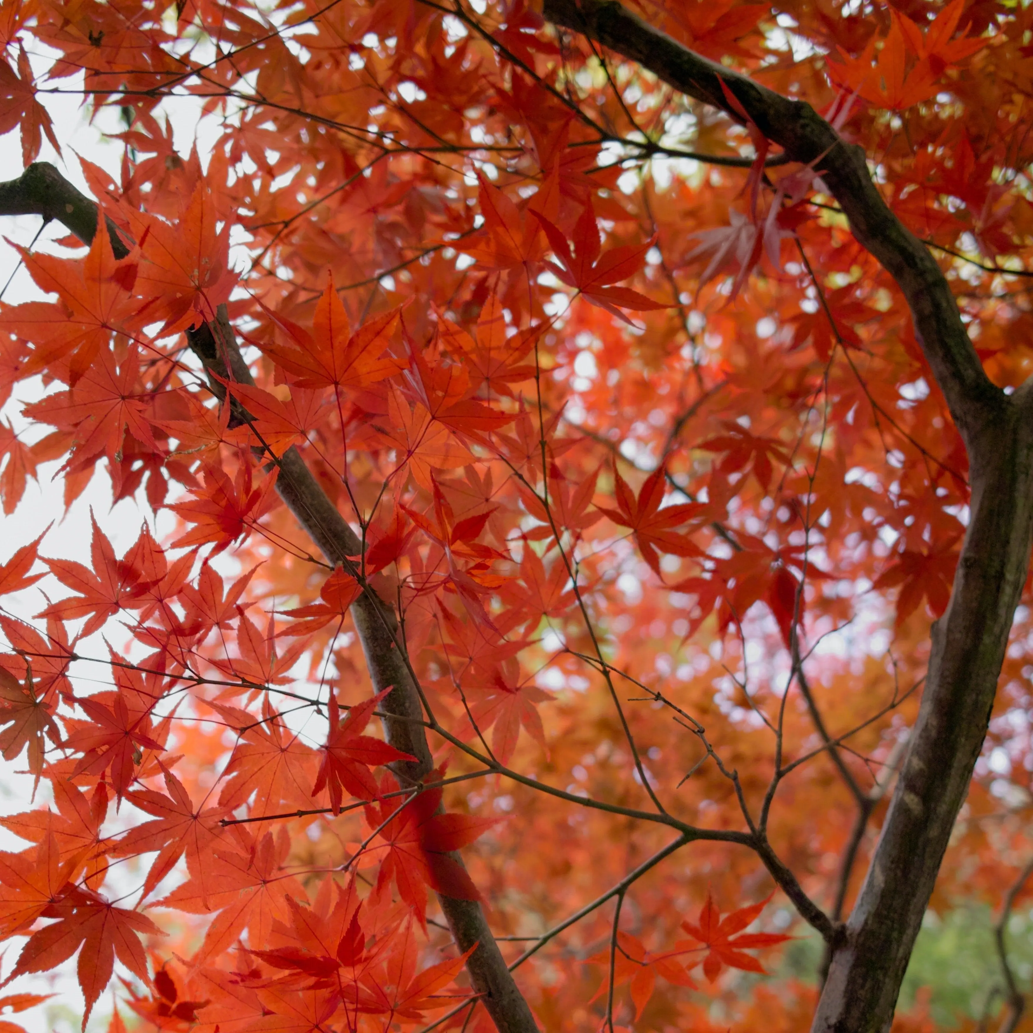 Acer Palmatum 'Japanese Red Maple' Seeds