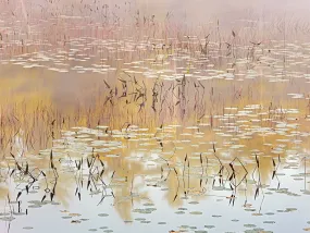 Dreaming of Lillies