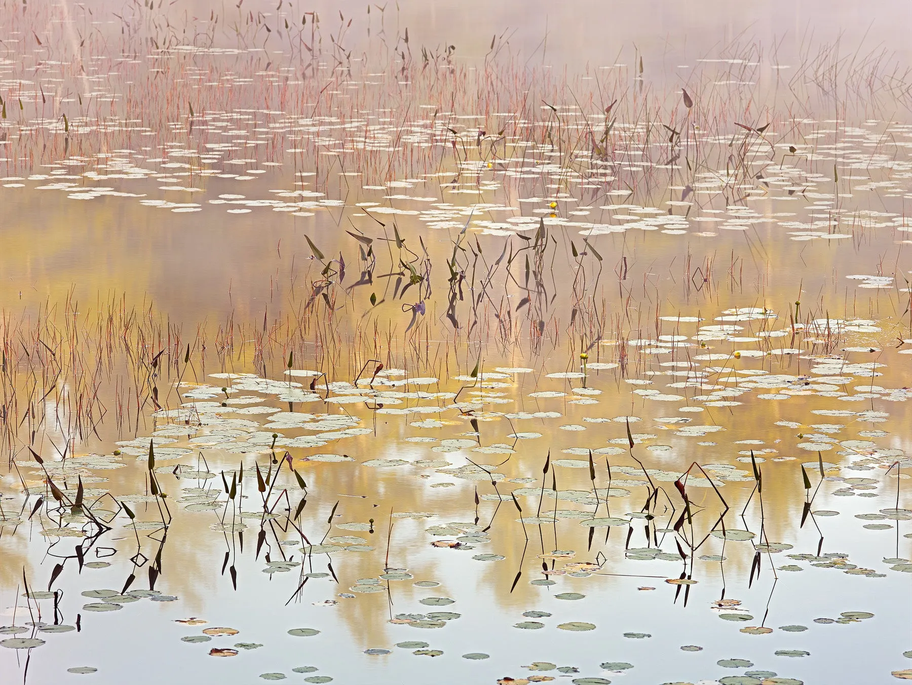Dreaming of Lillies