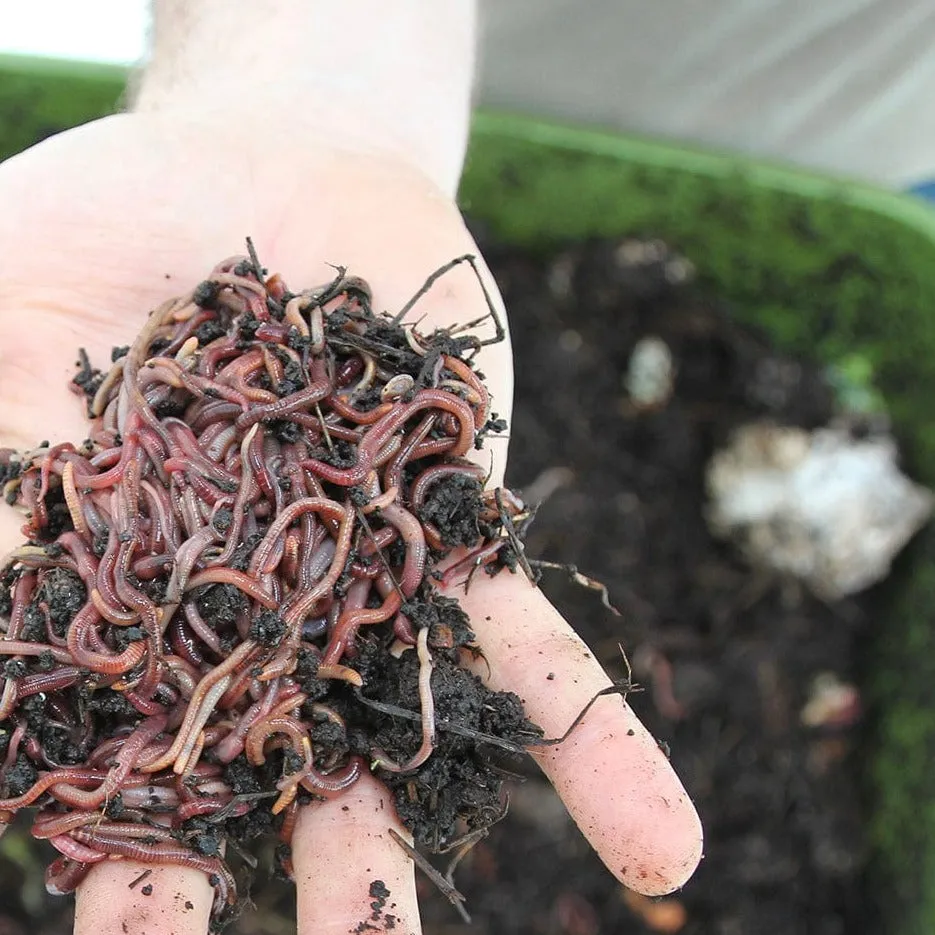 Hungry Bin Worm Compost Bin