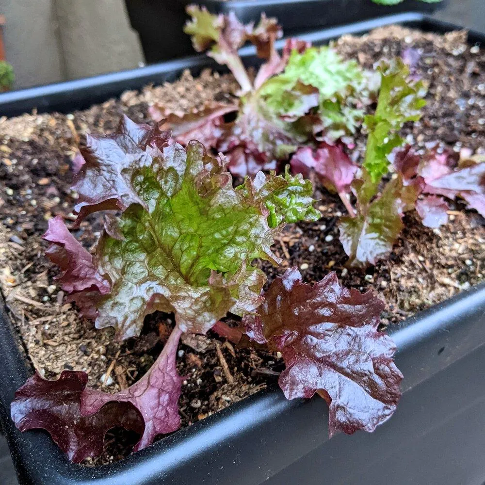 Organic Lettuce Lollo Rosso Seeds