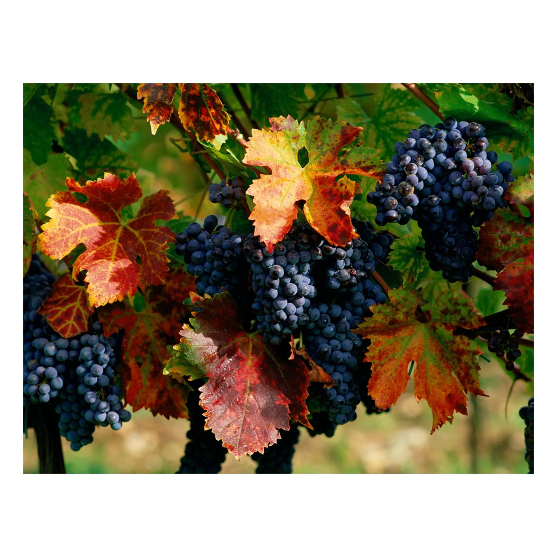 "Sangiovese" | Vineyard Photography Print