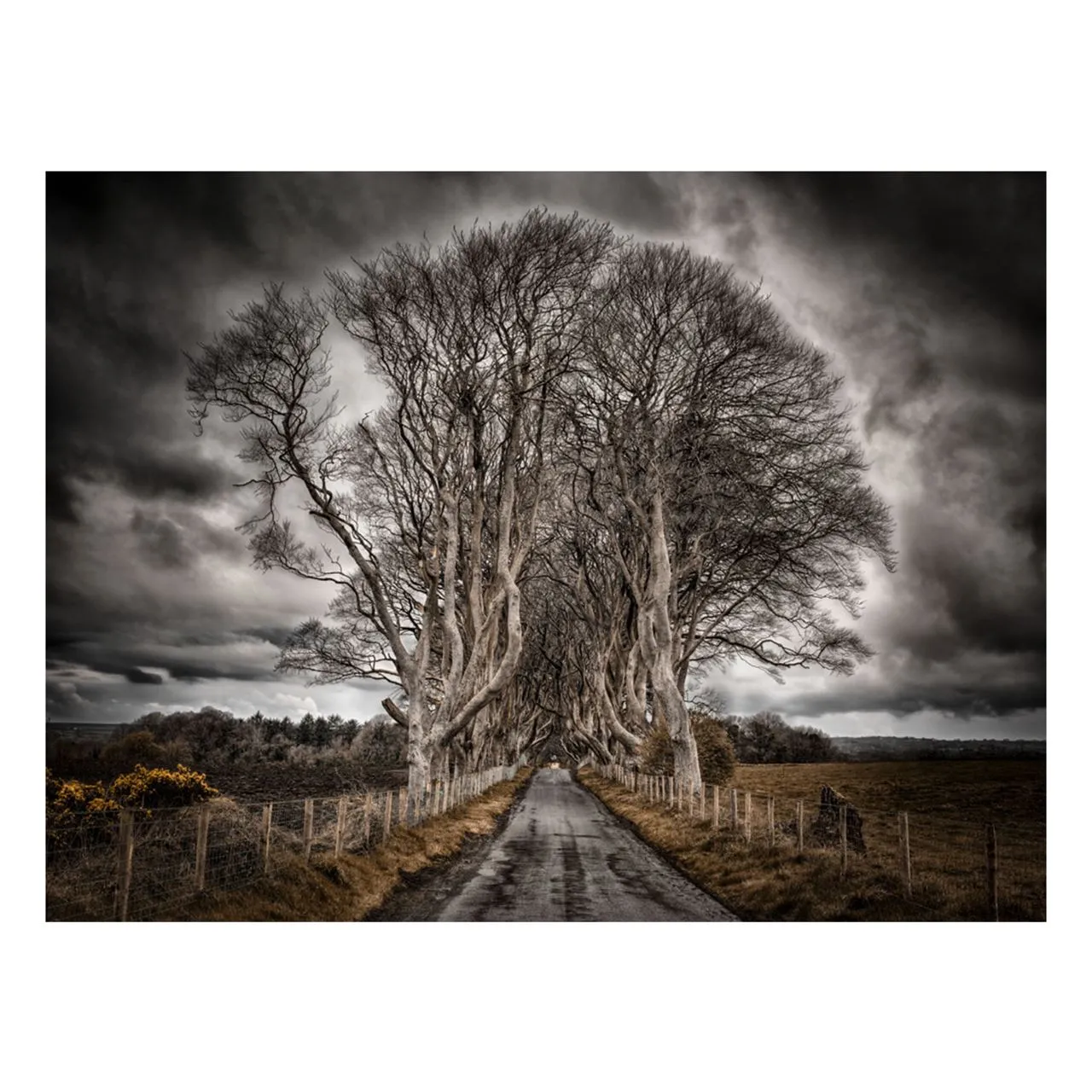 "The Grove" | Ireland Photography Print