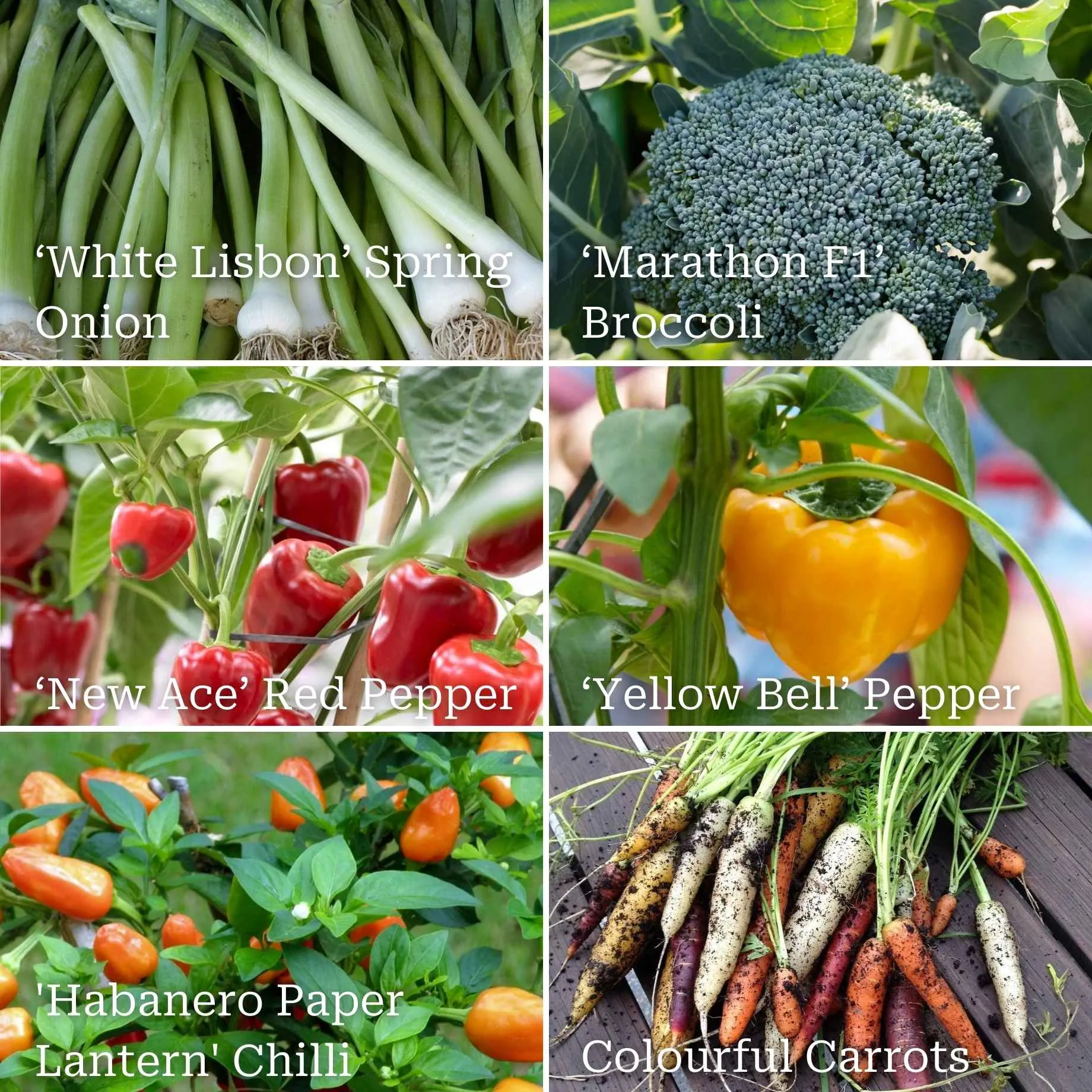 Stir Fry Vegetable Collection